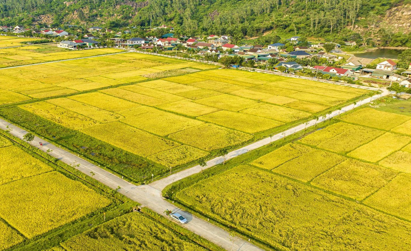 Cánh đồng lúa GNG Group