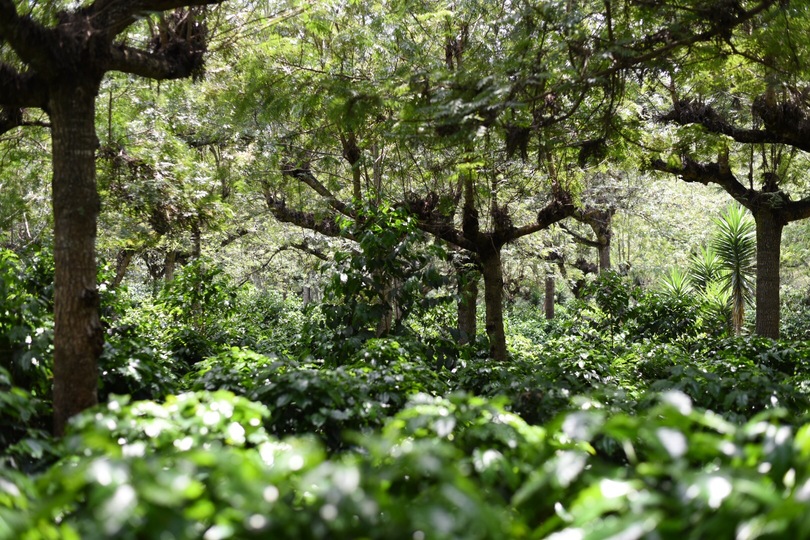 Vườn cà phê Tropico